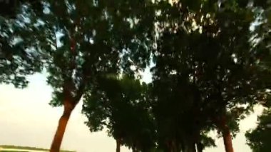 Bir güneşli bir Alley - bakış açısı - araba sürüş boyunca günbatımında bir kırsal kırsal yol güneşli bir günde araba. Bir ara sokakta ağaçlar, alanlar ve trafik ışık ile manzara. Güneş ışığı mercek parlaması ile. Seyahat ve ulaşım kavramları. Gyro-