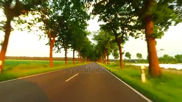 Driving Car Sunny Alley Sun Back Car Driving Forest Road — Stock Video