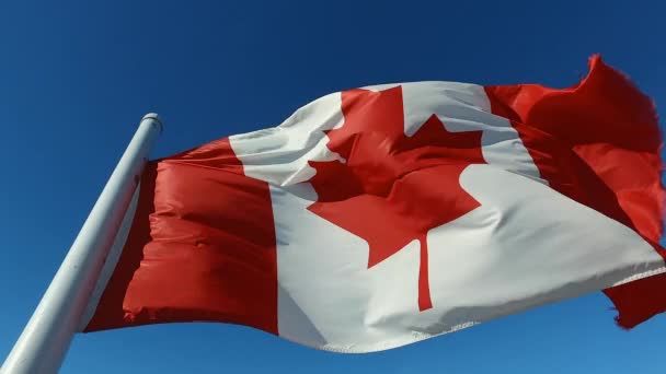 Bandera Canadá Ondeando Fuerte Viento Contra Cielo Azul Profundo — Vídeo de stock