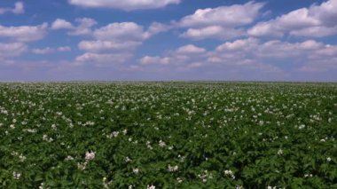 Geniş patates alan genç, çiçekli patates bitkiler bir tarım şekilli peyzaj, Almanya ile.