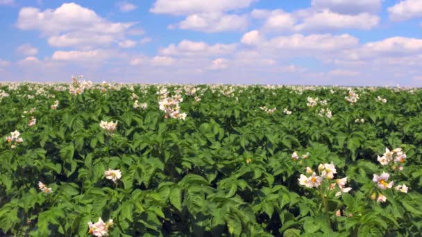 Brett Potatis Fältet Med Unga Blommande Potatis Växter Formad Odlingslandskap — Stockvideo