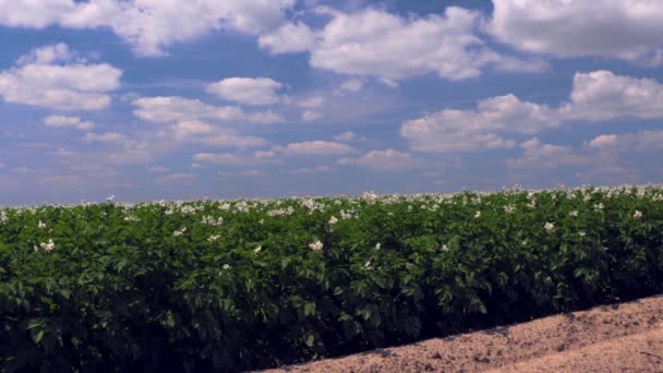 Breites Kartoffelfeld Mit Jungen Blühenden Kartoffelpflanzen Einer Landwirtschaftlich Geprägten Landschaft — Stockvideo
