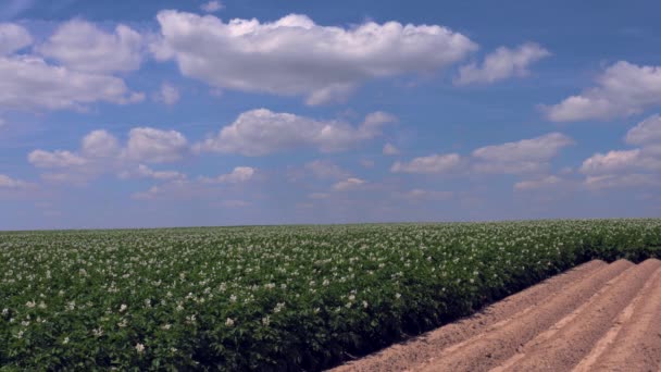 Geniş Patates Alan Genç Çiçekli Patates Bitkiler Bir Tarım Şekilli — Stok video