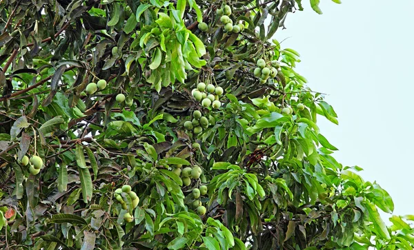 Frutti di mango acerbi nell'albero — Foto Stock