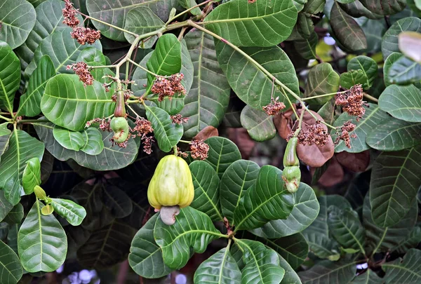 Ripe and Unripe Cashew Nuts in Tree — Stock Photo, Image