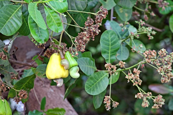 Вирощування горіхів кешью в дереві — стокове фото