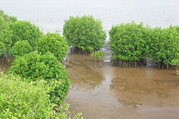 Árboles del bosque de manglares —  Fotos de Stock