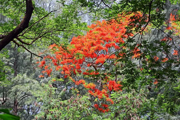 Az erdő-fa teljes virágzás láng — Stock Fotó