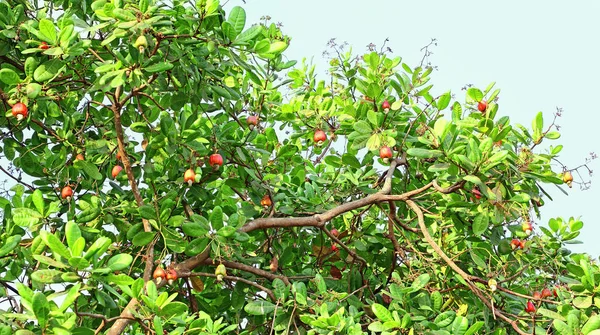 Maturazione anacardi in ramo albero — Foto Stock