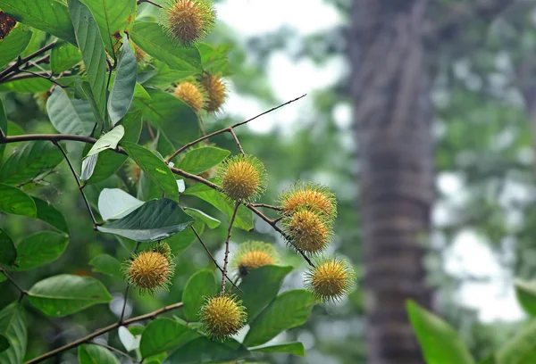 Maturazione frutti gialli di Rambutan — Foto Stock