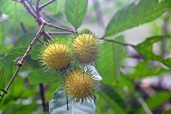 Frutta gialla di Rambutan — Foto Stock
