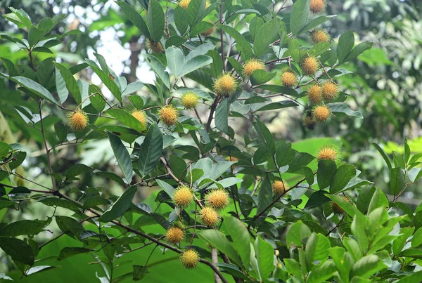 Rambutan träd med mognande frukter Stockbild