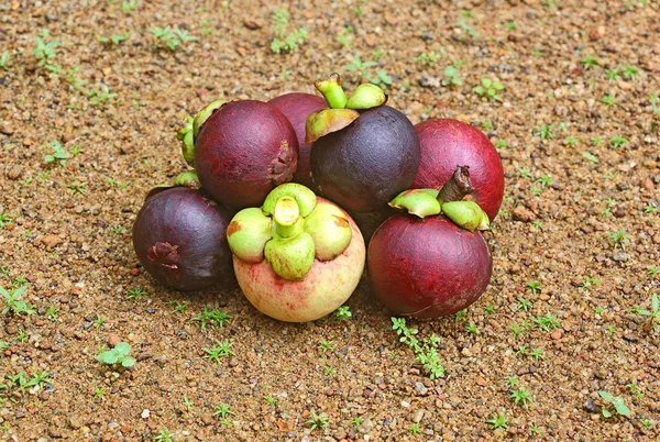 Frutas de mangostão roxo colhidas — Fotografia de Stock