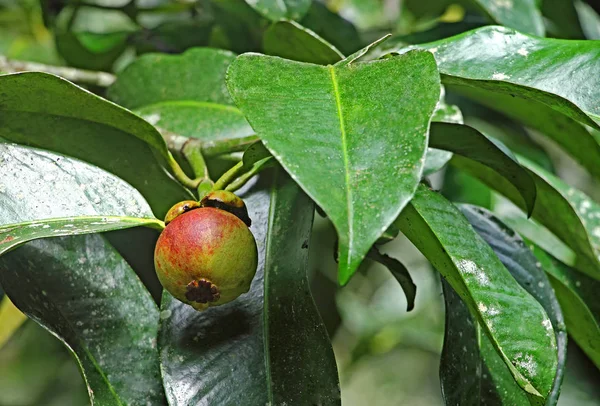Frutas de mangostão roxo na árvore — Fotografia de Stock