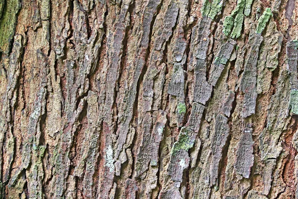 Corteza de árbol de caoba Resumen — Foto de Stock