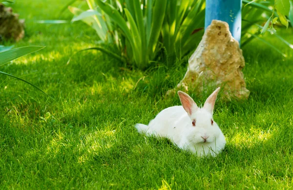 Het konijn wit. — Stockfoto