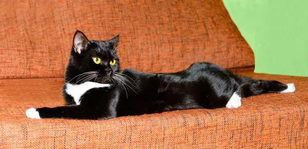 Kedi siyah ve beyaz. 