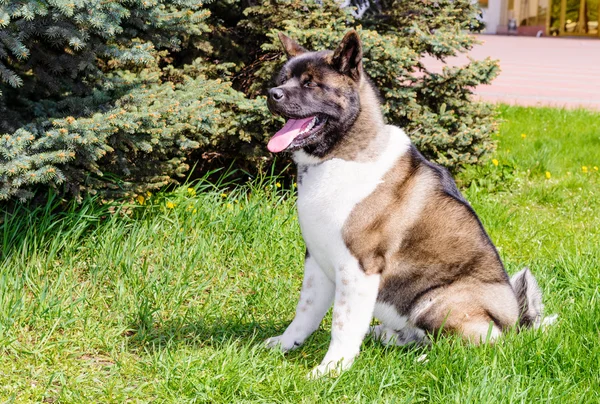 Amerikaanse Akita zetels. — Stockfoto