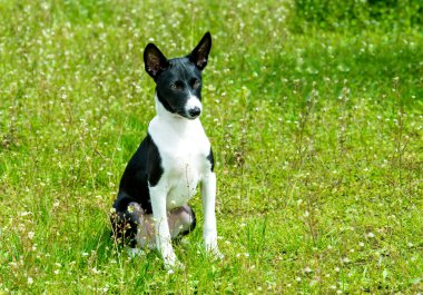 Alçaklık siyah ve beyaz