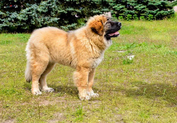Kavkazský pastevecký pes štěně vypadá. — Stock fotografie