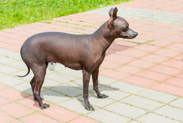 Xoloitzcuintli tüysüz köpek. — Stok fotoğraf