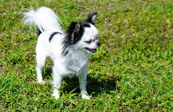 Długi płaszcz Chihuahua — Zdjęcie stockowe