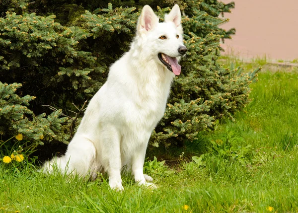 Vit Swiss Shepherd säten — Stockfoto