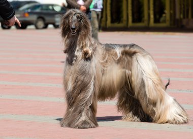 Afghan Hound under command. clipart