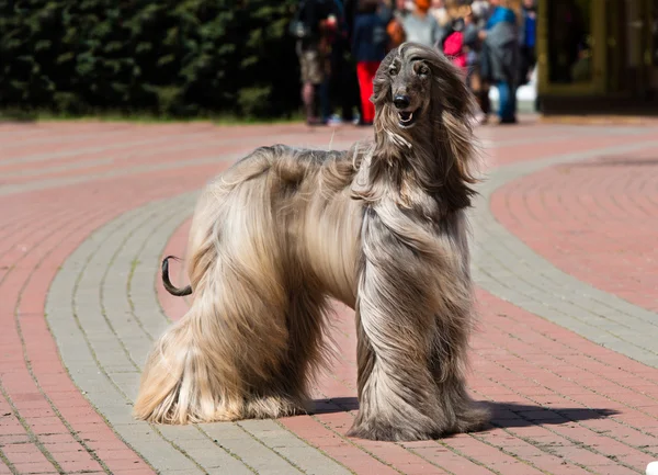 Afghan Hound espera . — Fotografia de Stock