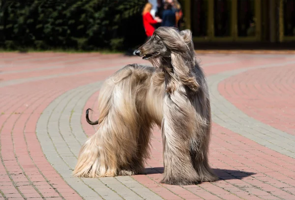 Afghan Hound mira hacia atrás . — Foto de Stock