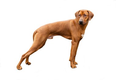 Rodezya Ridgeback beyaz