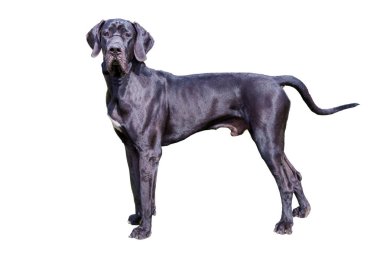 Great Dane on white.  clipart
