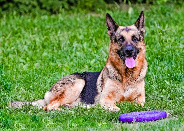 Duitse herder in de buurt van trekker. — Stockfoto