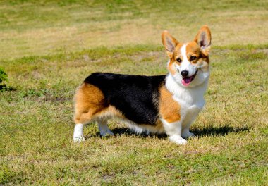 Hırka Galce Corgi bir yana görünüyor