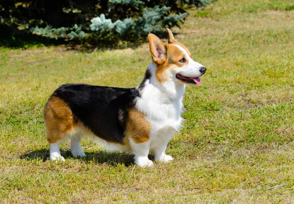 Ardigan ουαλλέζικο Corgi κοιτάζει μπροστά — Φωτογραφία Αρχείου