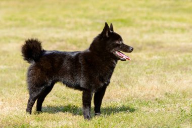 Schipperke önde görünüyor.