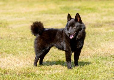 Schipperke bir yana görünüyor.