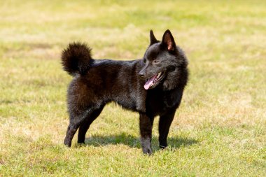 Schipperke geri görünüyor.