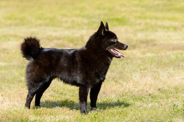 Schipperke blickar framåt. — Stockfoto