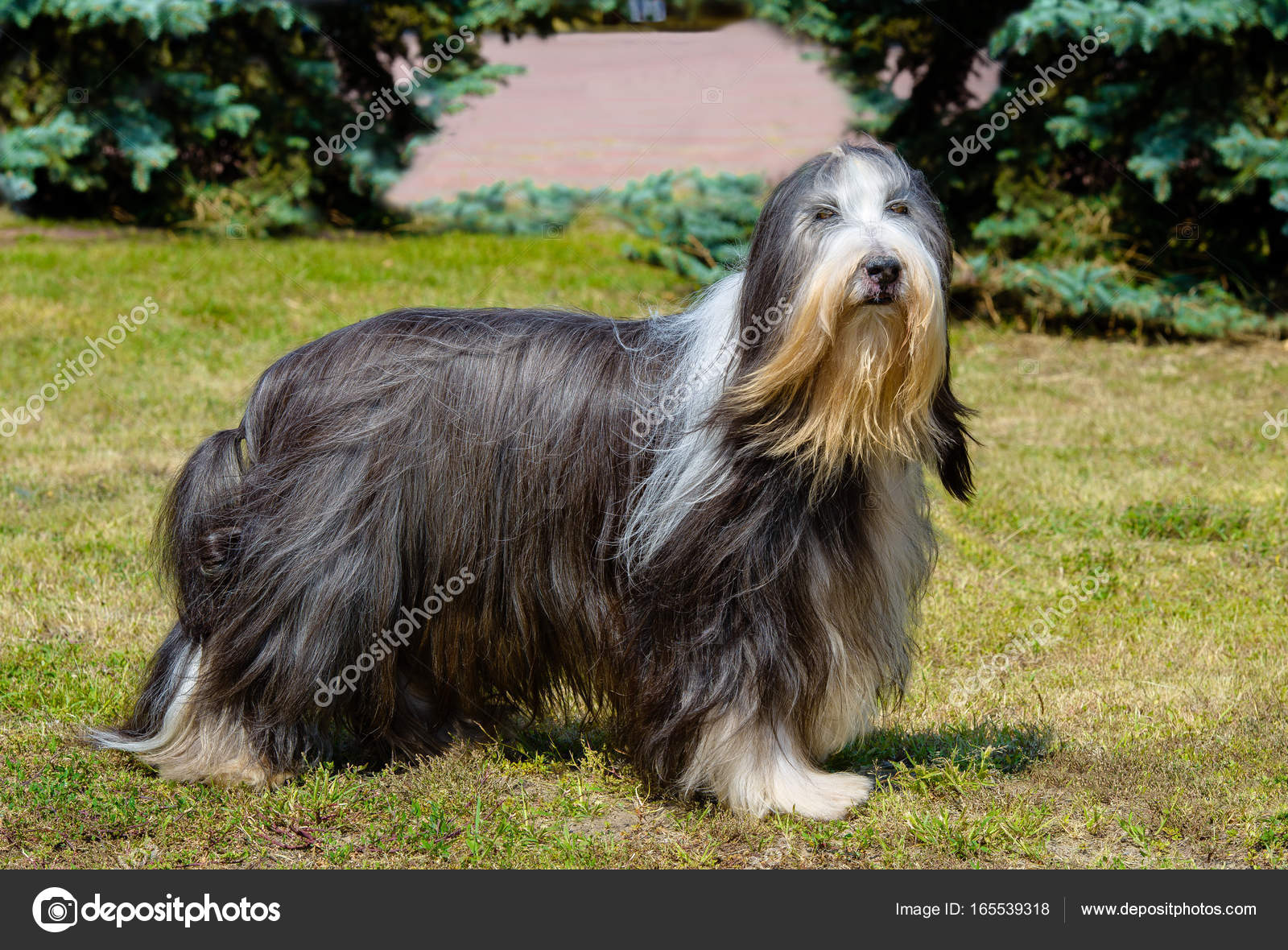 Border Collie Old English Sheepdog Herding Dogs Looking For A