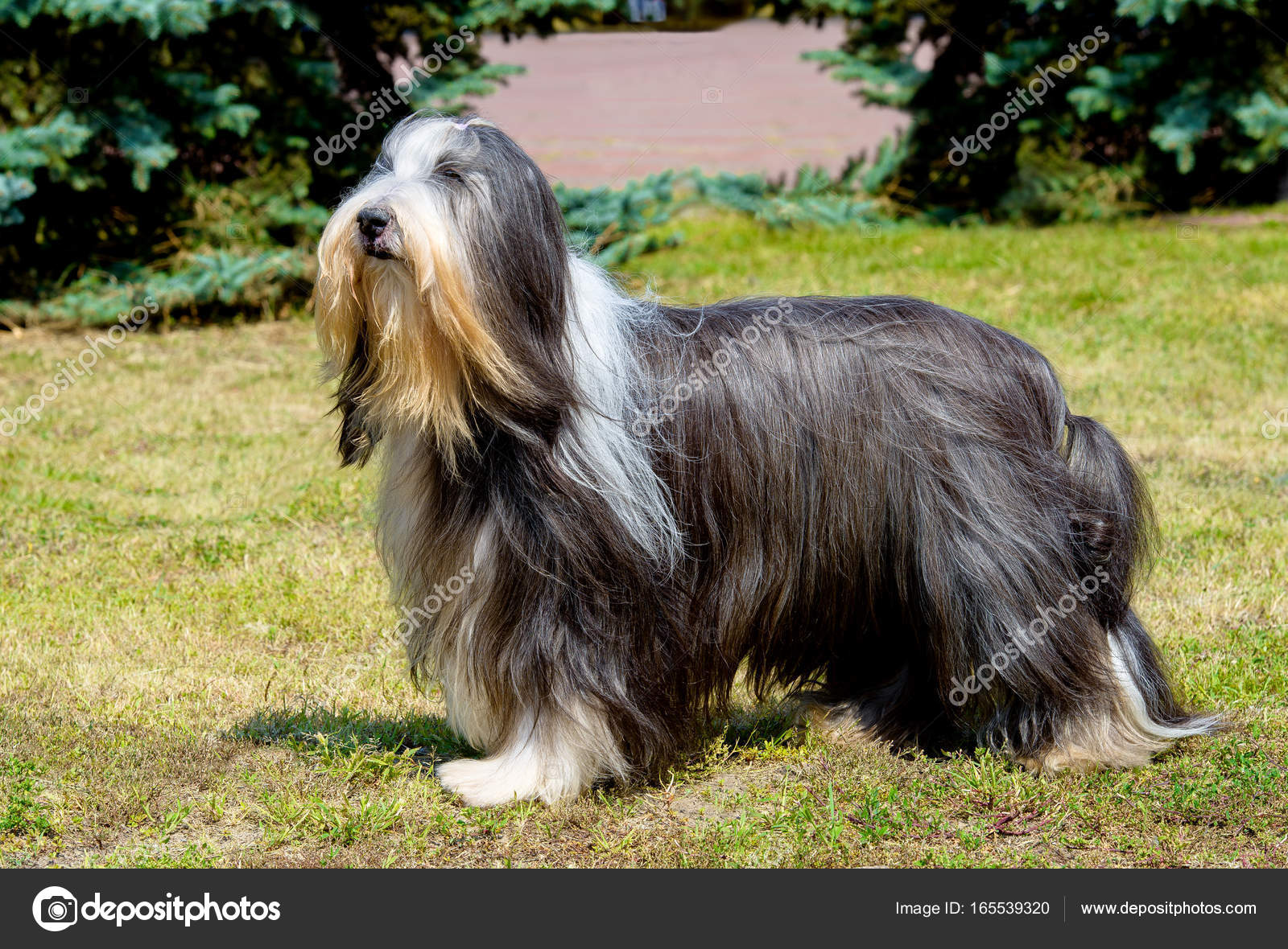 Antiguo pastor inglés (Bobtail)  English sheepdog puppy, Old english  sheepdog puppy, Old english sheepdog