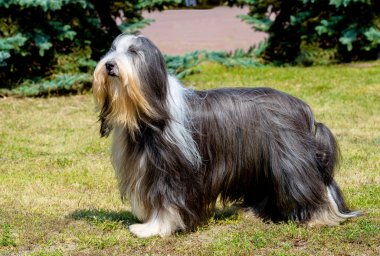 Bobtail önde görünüyor. 