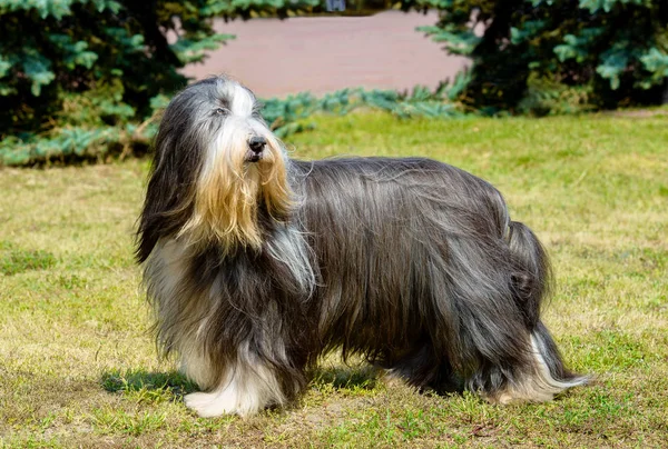 Old English Sheepdog Bearded Collie Står Gräset — Stockfoto