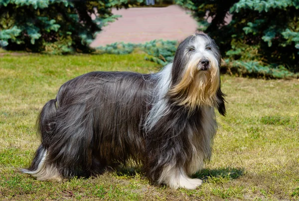 Barbuto Collie Old Inglese Sheepdog Guarda Parte Trova Sull Erba — Foto Stock