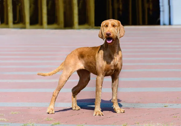 Wirehaired 维兹拉看着你. — 图库照片