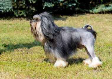 Profil küçük aslan köpek. Küçük aslan köpek park çimenlerin üzerinde olduğunu.