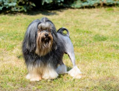 Küçük aslan köpek tam yüz. Parkta çim üzerinde Lwchen olduğunu.