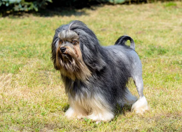 Mały Pies Lew Wygląda Bok Lwchen Jest Trawie Parku — Zdjęcie stockowe