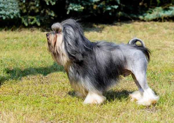 Little Lion Dog Profil Lilla Lejonet Hunden Gräset Parken — Stockfoto