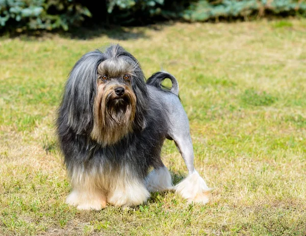 Cara Cheia Cão Leão Lwchen Está Relva Parque — Fotografia de Stock